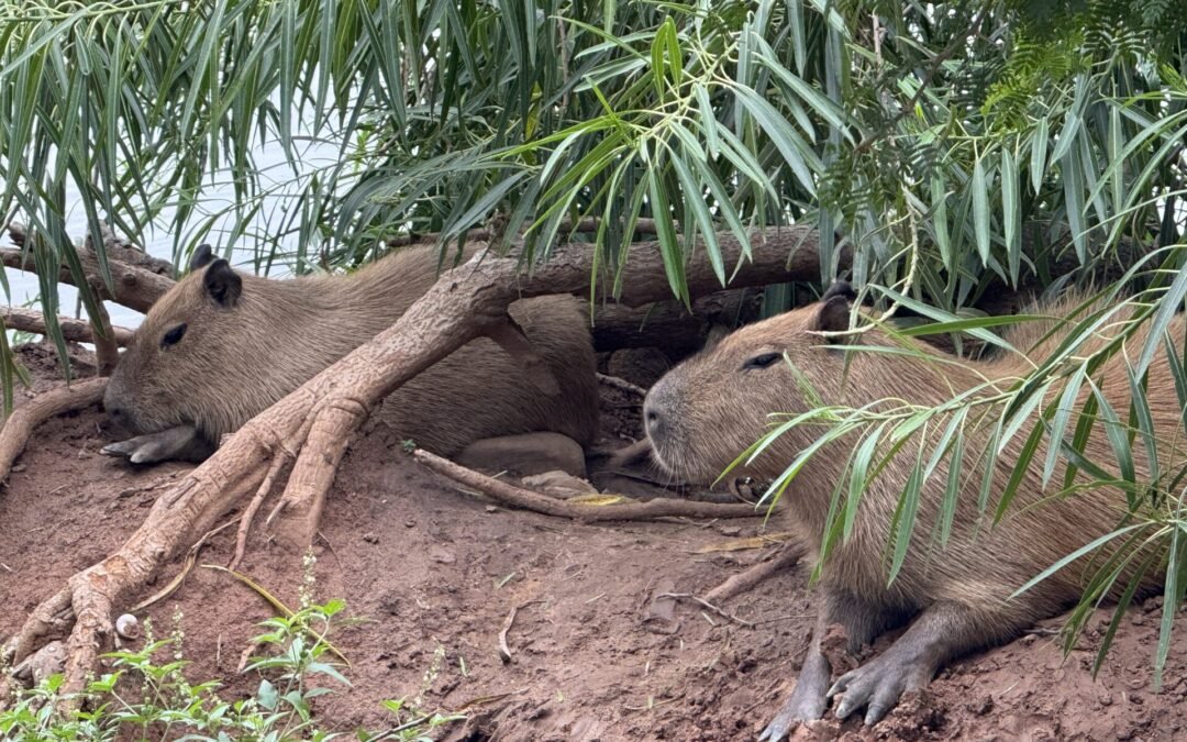 The Fascinating World of Capybaras: Nature’s Friendliest Rodents